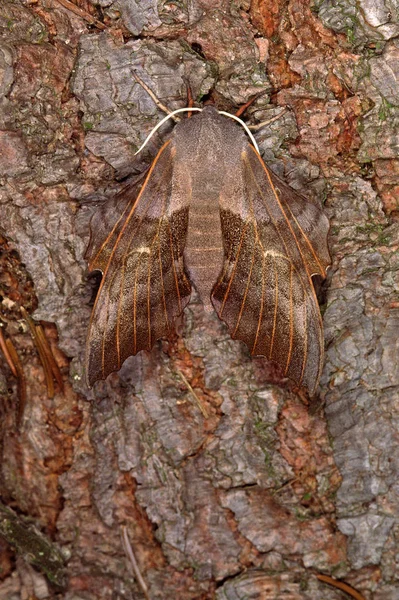 Laothoe Populi Poplar Swarm Camouflage — 图库照片