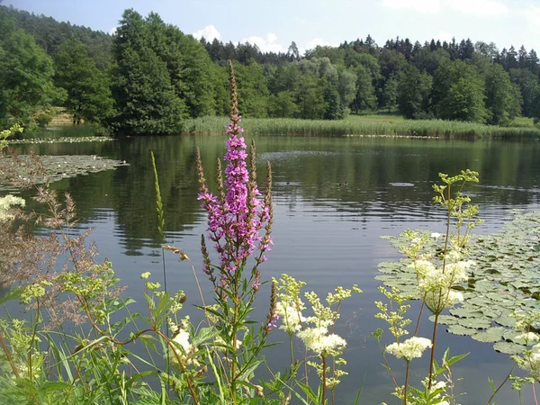 Smuk Udsigt Naturen - Stock-foto