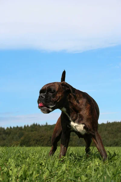 Cão Raça Teckel Grama — Fotografia de Stock