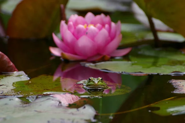 Vatten Lilja Blomma Lotus Växt — Stockfoto