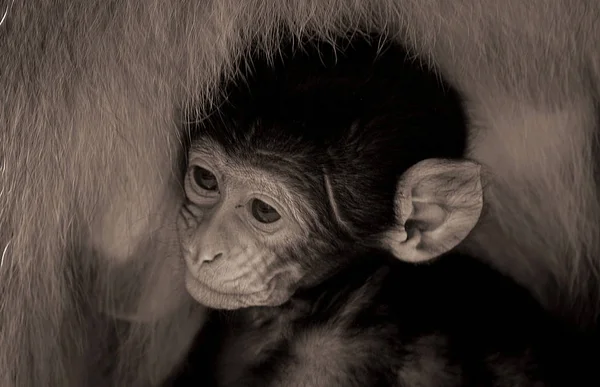 Cuddle Cuando Mamá Todavía Lugar Como Nuestro — Foto de Stock