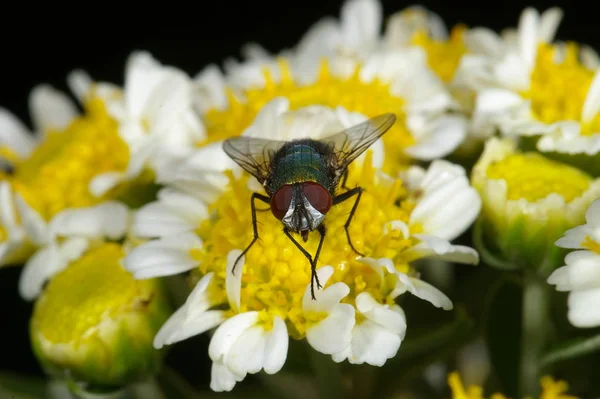 Gros Plan Bug Nature Sauvage — Photo