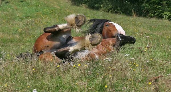 Chevaux Extérieur Jour — Photo