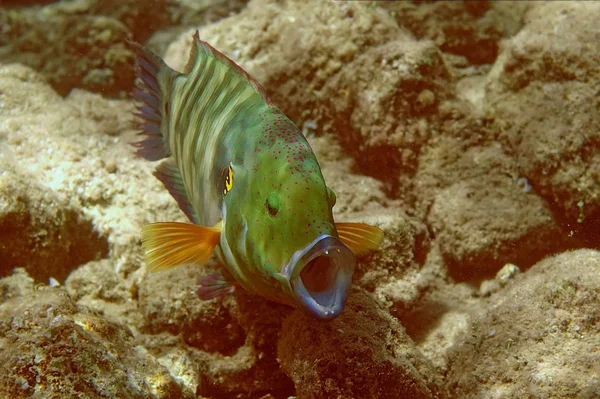 Broomtail Wrasse Vokális Testmozgásban — Stock Fotó