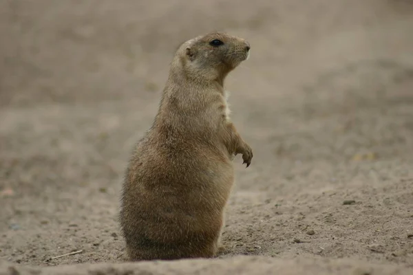 Marmotte Marmotte Rongeur — Photo