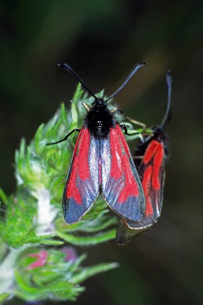 Vue Rapprochée Beau Papillon Coloré — Photo