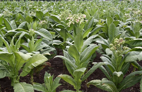 タバコ植物の分野 — ストック写真