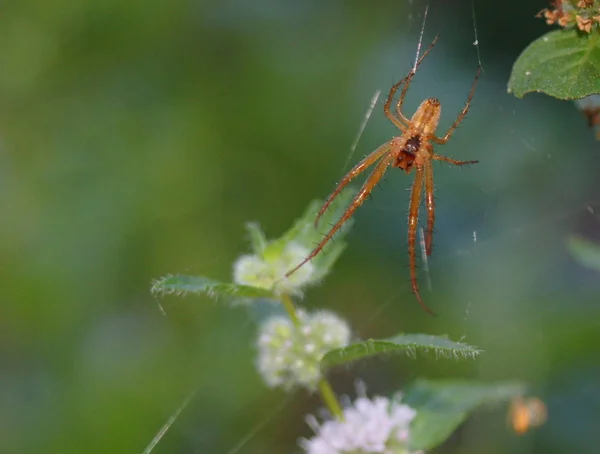 Primo Piano Bug Natura Selvaggia — Foto Stock