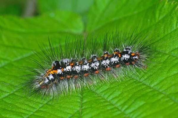 Porthesia Similis Labuť Housenka — Stock fotografie