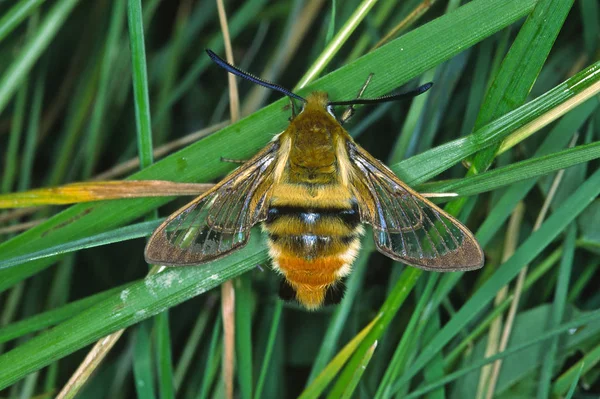 Vista Close Belo Inseto Bumblebee — Fotografia de Stock