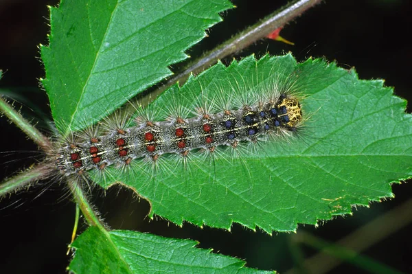 Raupeninsekt Kleiner Wurm — Stockfoto