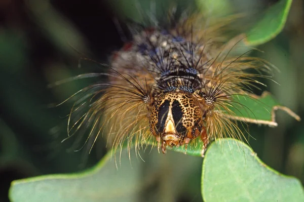 Lymantria Dispar Gipsy Moth Lagarta — Fotografia de Stock