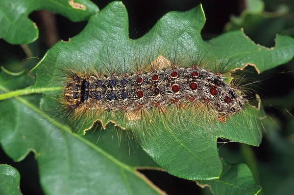 Nahaufnahme Von Schmetterlingen Lebensraum Wildniskonzept — Stockfoto