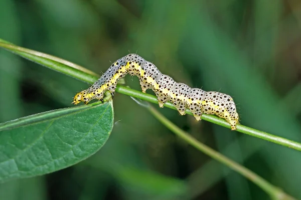 Primer Plano Mariposa Hábitat Concepto Salvajismo —  Fotos de Stock