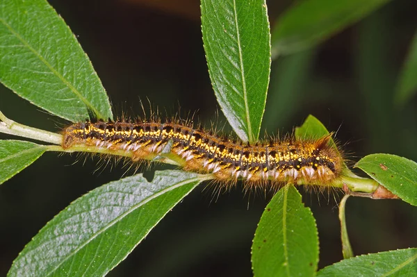 Insecte Chenille Petit Ver — Photo