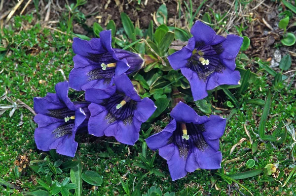 Gentiana Clusii Clusius Gentian — Zdjęcie stockowe