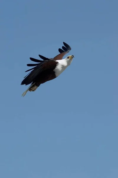 Schilderachtig Uitzicht Majestueuze Gouden Adelaar Wilde Natuur — Stockfoto