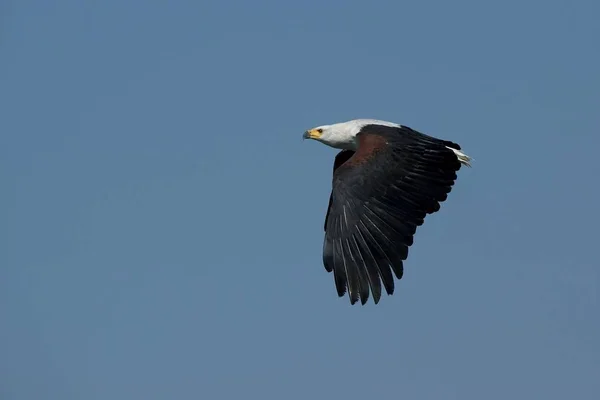 scenic view of majestic golden eagle at wild nature