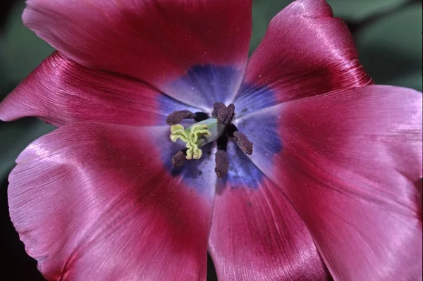 Tulips Flower Springtime Flora — Stock Photo, Image