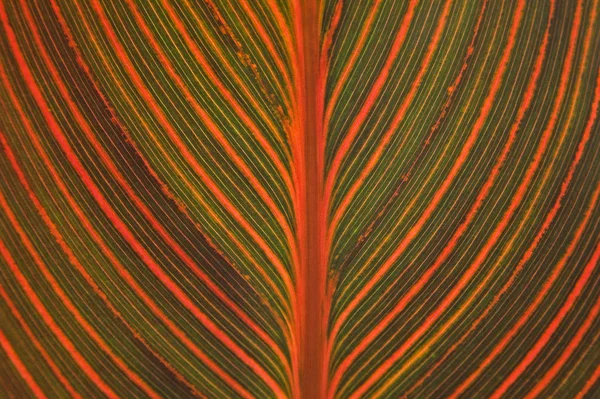 Canna Indica Canna Leaf Részlet — Stock Fotó