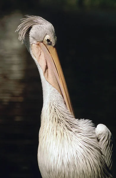 Pelicano Ardea Cinerea Pássaro Rapina — Fotografia de Stock