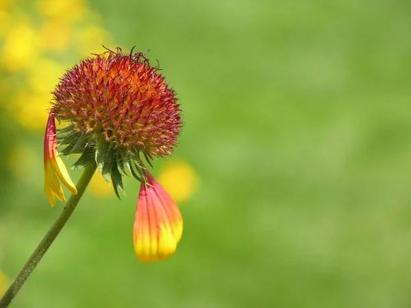 Summer Flora Flower Botany Concept — Stock Photo, Image