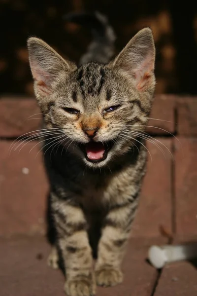 Retrato Lindo Gato — Foto de Stock