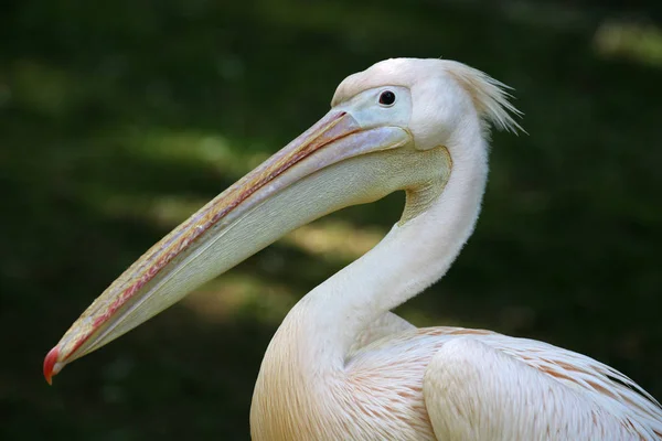 Oiseau Baignade Concept Sauvagerie — Photo