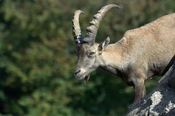Ibex Animal Naturaleza Fauna —  Fotos de Stock