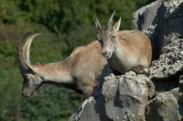 Malerischer Blick Auf Schöne Hirsche Der Natur — Stockfoto