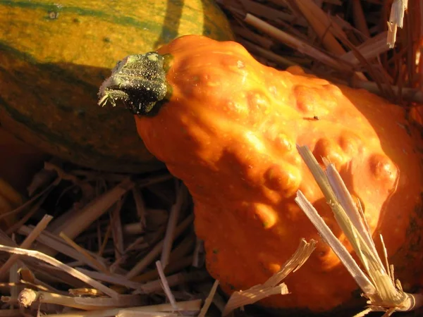 农业南瓜 植物食品 — 图库照片