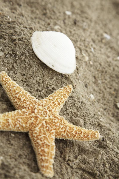 Starfish Beach — Stock Photo, Image