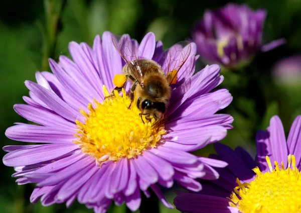 Bellissimi Fiori Sfondo Concetto Floreale — Foto Stock