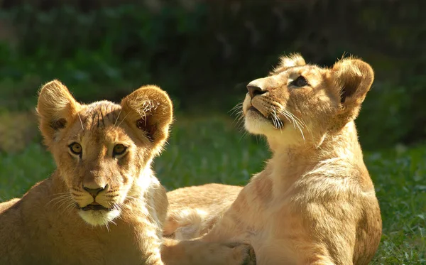 Animali Giovani Attenzione Selettiva — Foto Stock