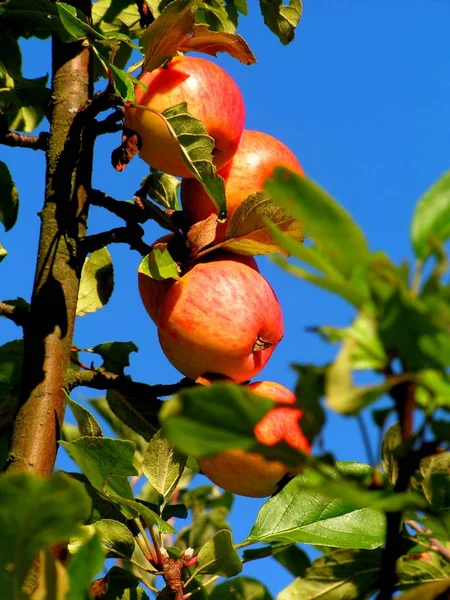 Ώριμα Μήλα Στο Κλαδί — Φωτογραφία Αρχείου
