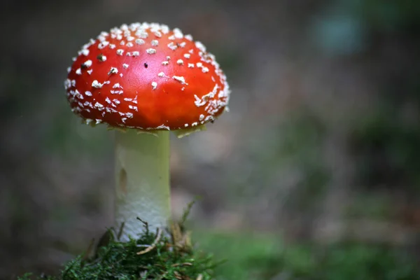 Coltivazione Funghi Nella Foresta Sfondo Naturale — Foto Stock