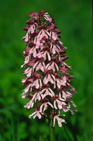 Orchis Purpurea Orchis Purpurea — Foto de Stock