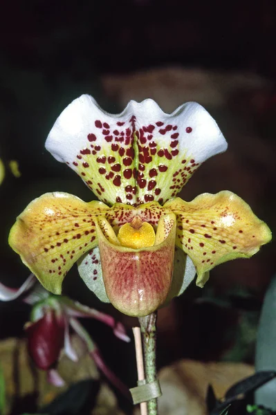 Hybrider Paphiopedilum Damtoffel — Stockfoto