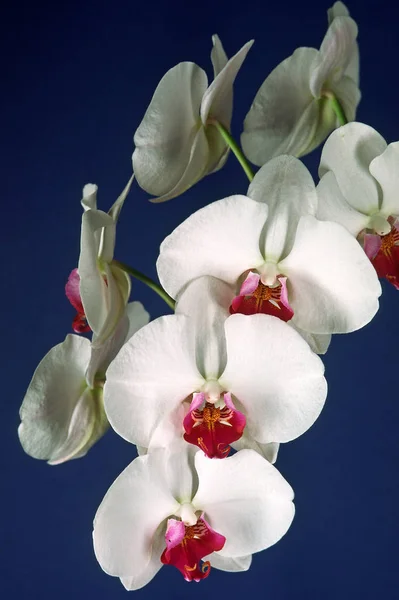 Híbridos Falaenopis Orquídea Traça — Fotografia de Stock