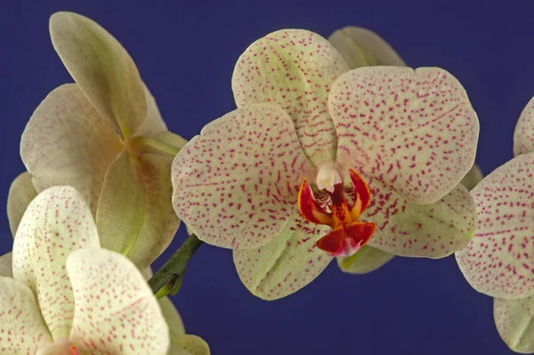Mieszańce Falaenopisu Orchidea Ćma — Zdjęcie stockowe