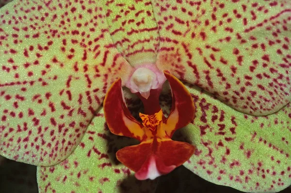 Phalaenopsis Hybrider Mal Orkidé Detalj — Stockfoto