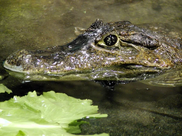 Krokodyl Aligator Zwierzę Mięsożerne — Zdjęcie stockowe