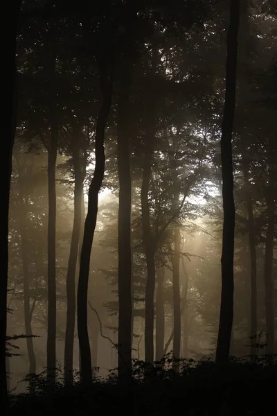 Parkın Güzel Manzarası — Stok fotoğraf