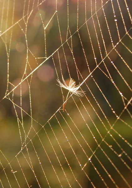 Spider Cobweb Trap Insect — Stock Photo, Image