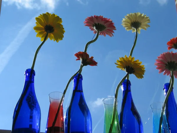 Gerbera Petali Fiori Fiorente — Foto Stock