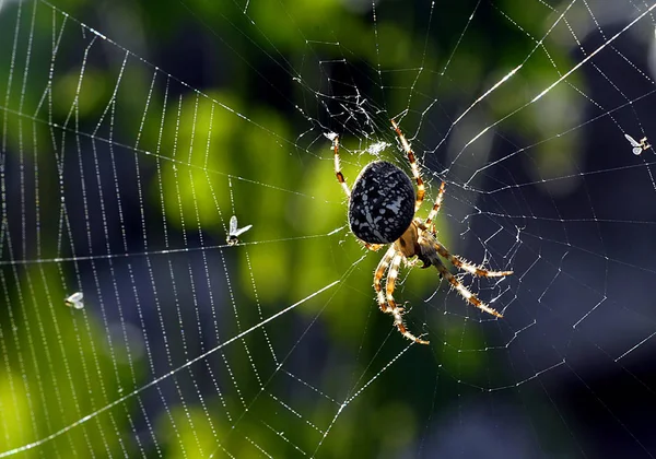 Detailní Pohled Hmyz Přírodě — Stock fotografie