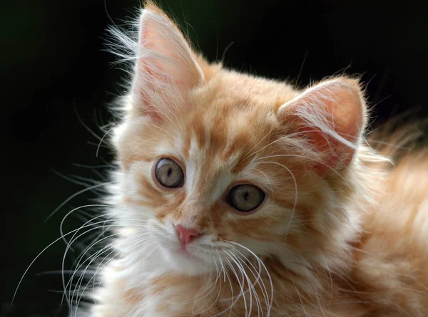 Retrato Gato Bonito — Fotografia de Stock