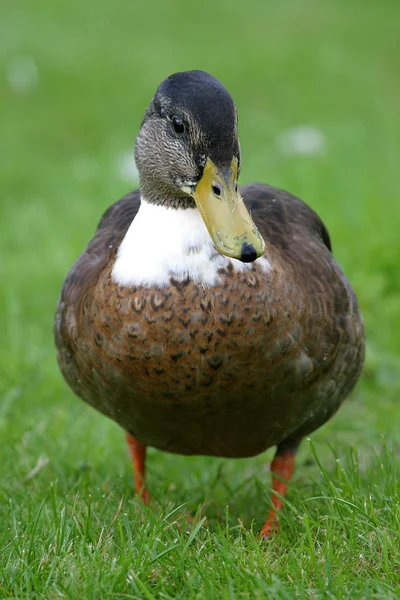 Grenaille Observation Canard Dans Nature Sauvage — Photo