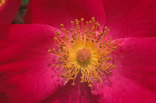 Flor Roja Jardín — Foto de Stock