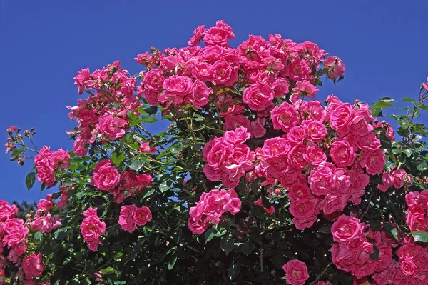 Rosa Joya Mañana Variedad Rosa Escalada Cocker 1978 —  Fotos de Stock